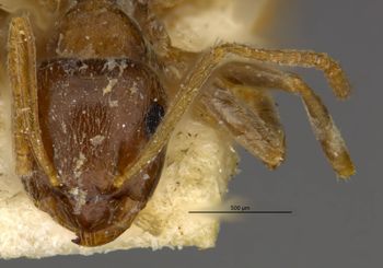 Media type: image;   Entomology 21684 Aspect: head frontal view